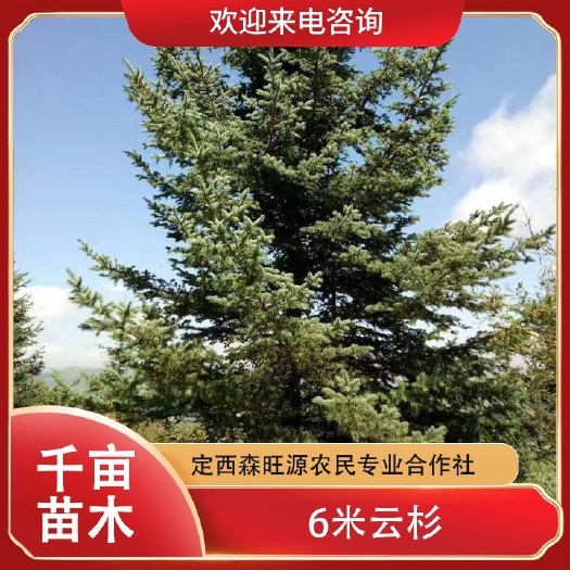 定西新疆云杉  云杉自家种植 云杉检疫合格批发