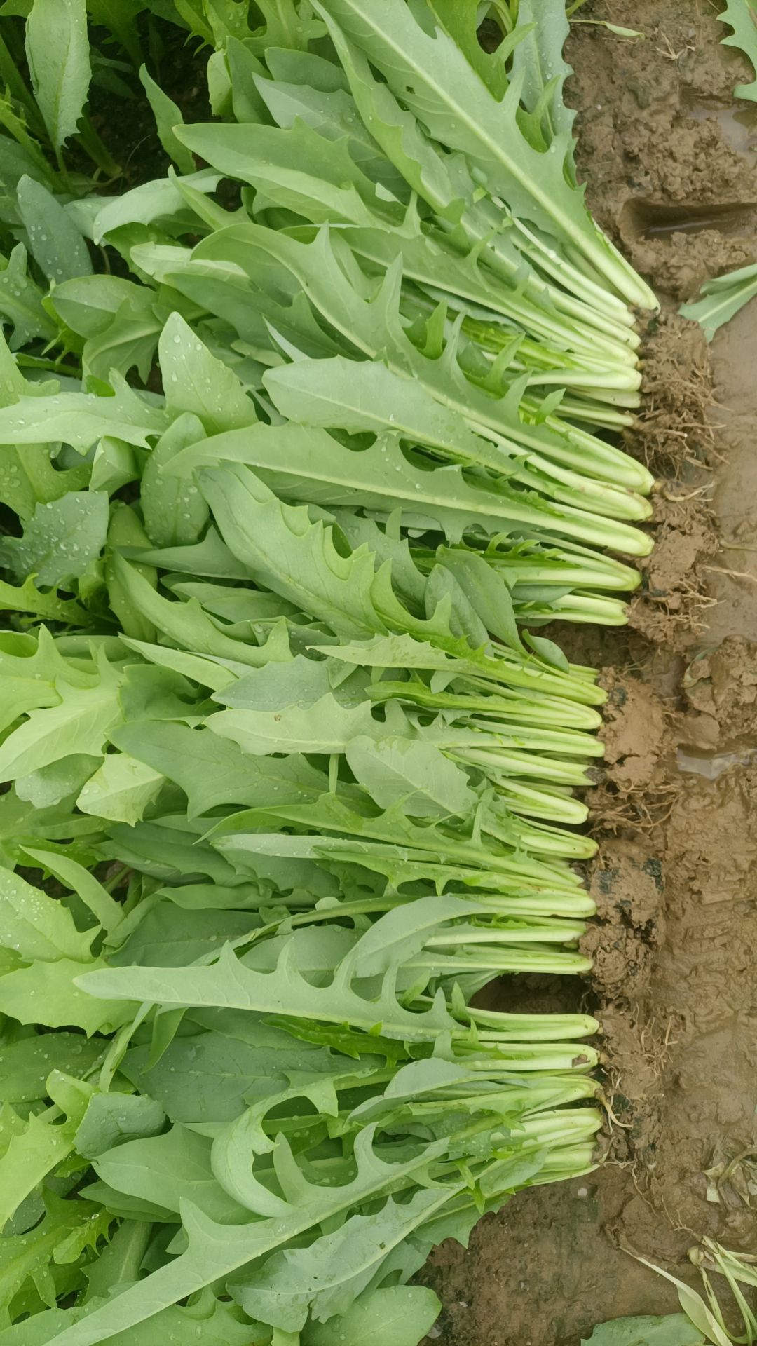 博白甜麦莱苗，成品莱软丶脆丶甜丶爽口