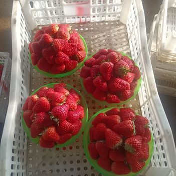 北京红颜草莓，品种纯正，口感好