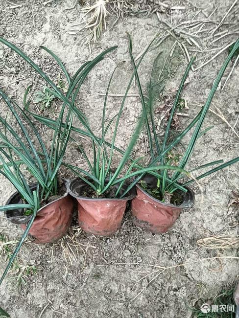 水葱石蒜换锦花忽地笑