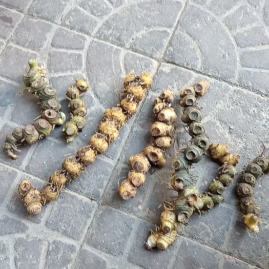 龙门县姜黄精