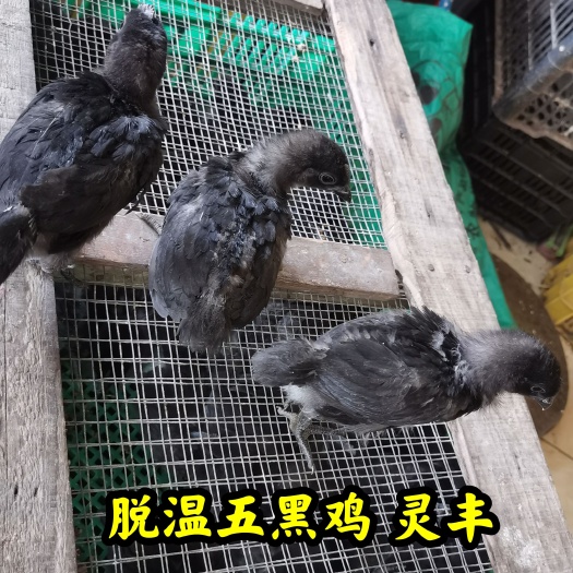 南宁脱温(五黑鸡.乌骨鸡)4-5两，鸡群健康