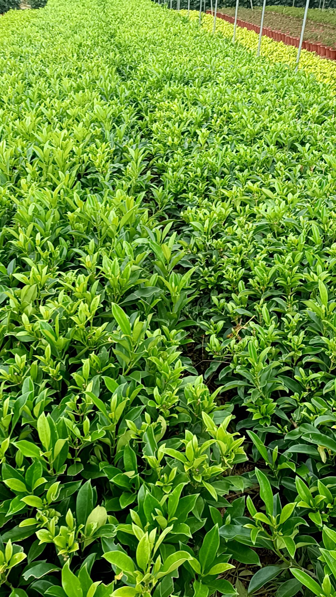 农户自家苗木 非洲茉莉 现货