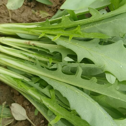 博白县甜麦菜苗