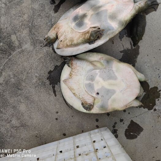 南丰县江西省抚州市南丰退役老甲鱼甲鱼苗大小规格都有