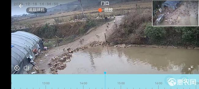 汨罗市水鸭