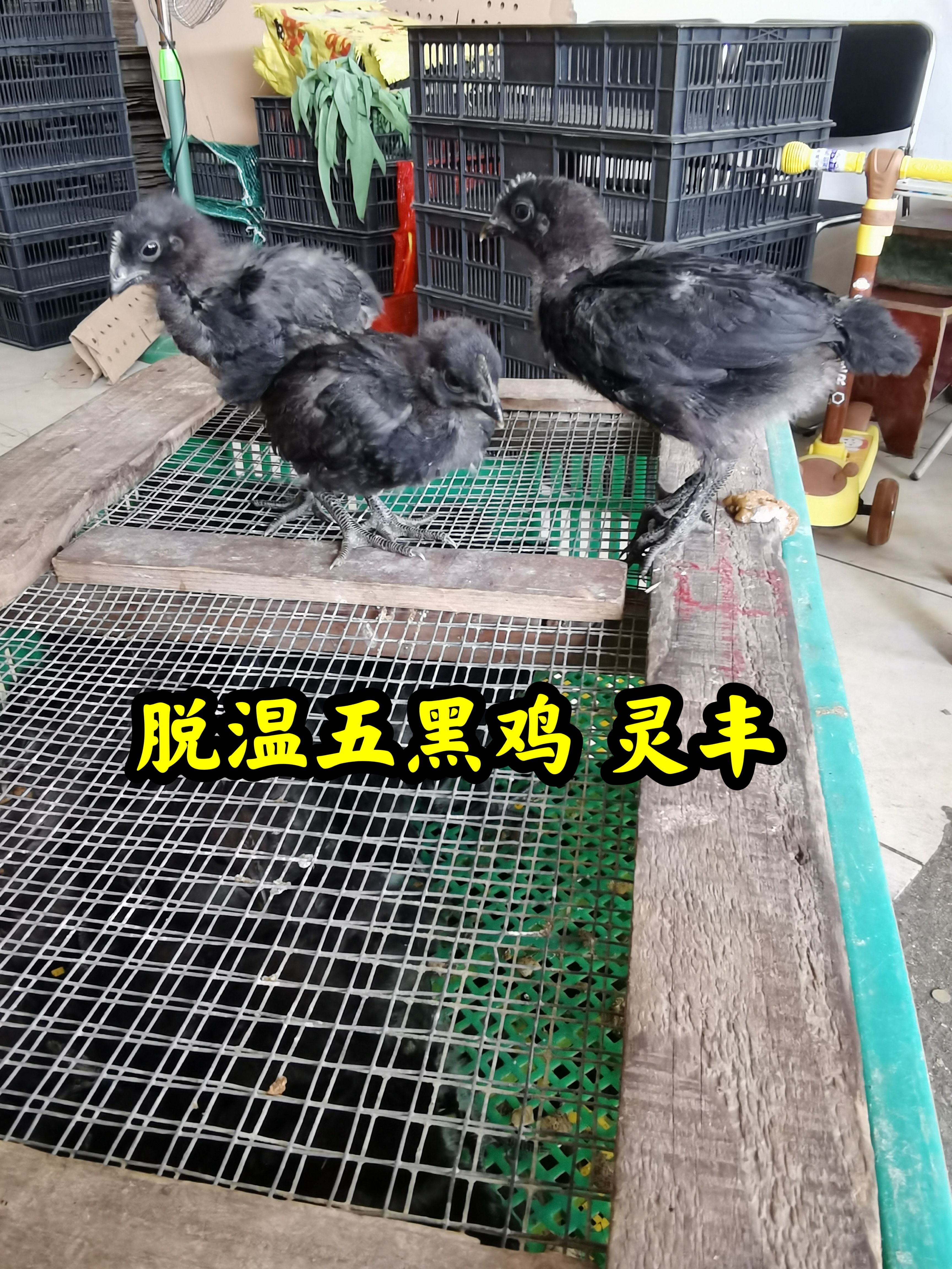 脱温(五黑鸡.乌骨鸡)4-5两，鸡群健康