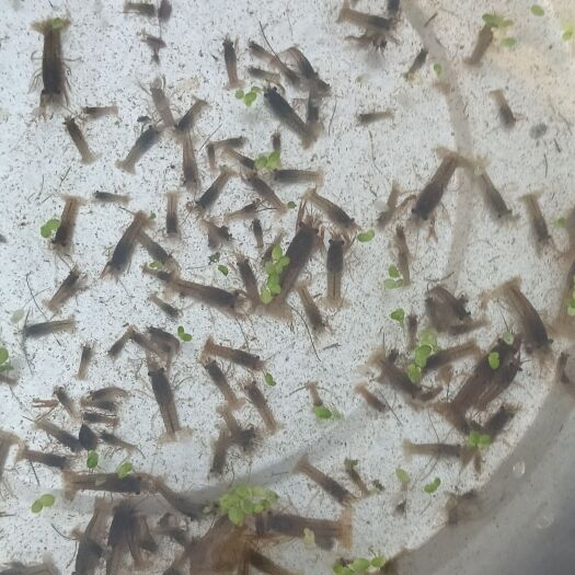 嵊州市常年供应小龙虾苗
