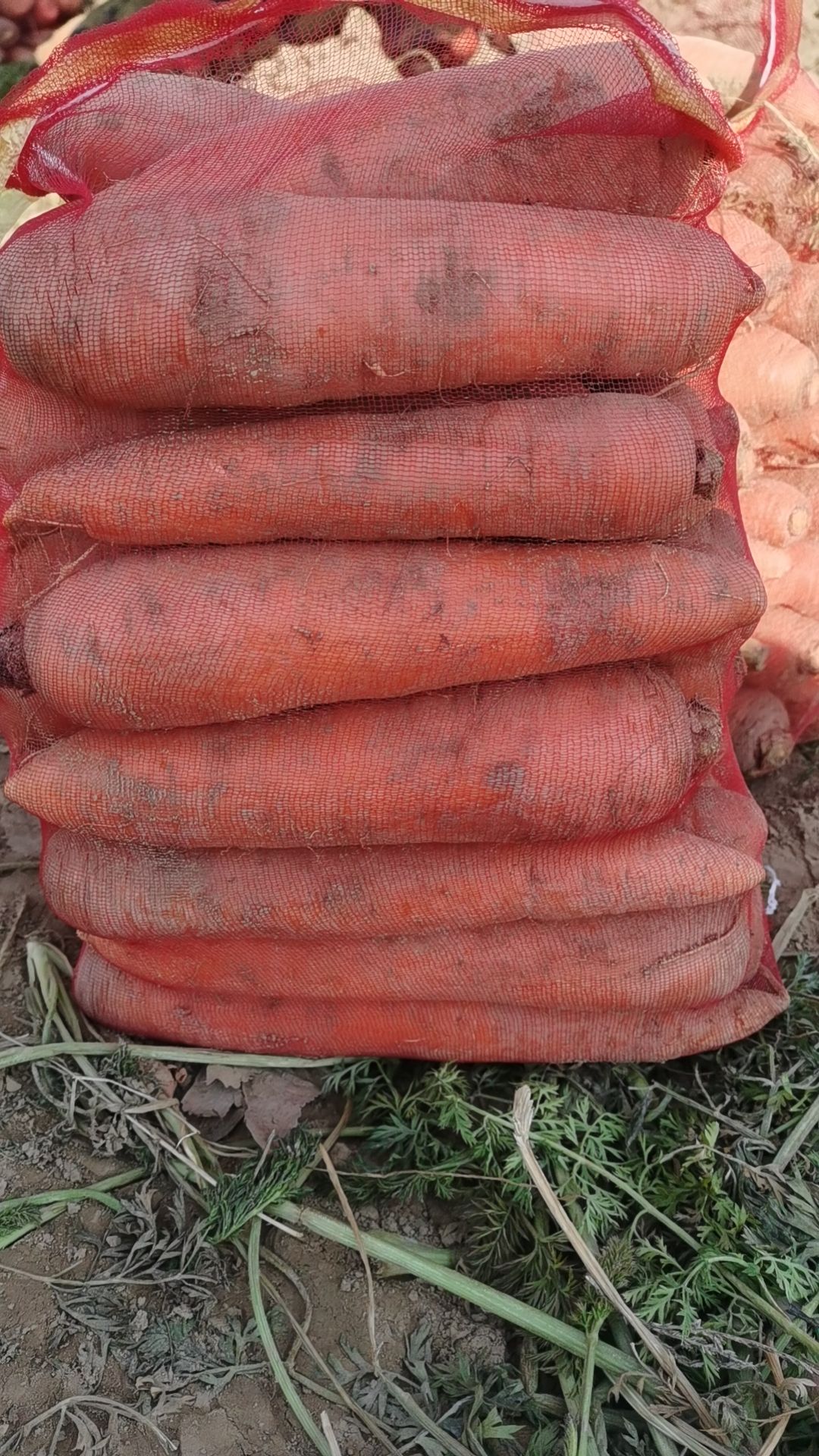 三紅胡蘿卜大量出土，無凍無裂。量大從優(yōu)