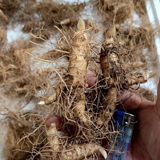 金寨县黄精种苗，精选全芽头纯驯化种苗。多花姜形倒苗品种