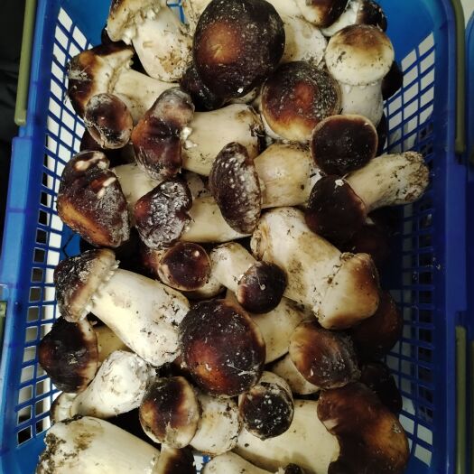 册亨县赤松茸，源头发货，