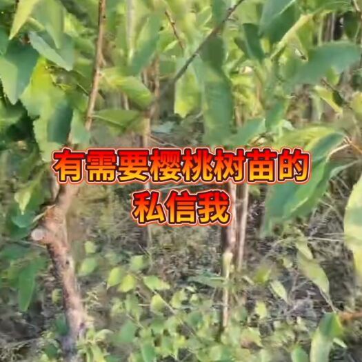 甘谷县樱桃苗，俄罗斯八号