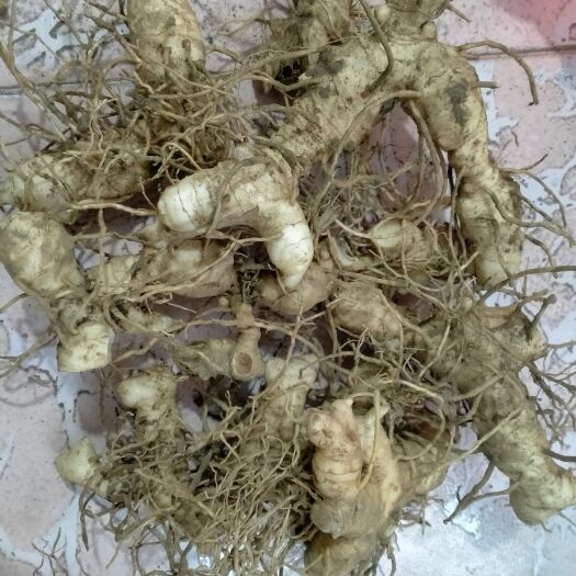 纳雍县鲜品黄精