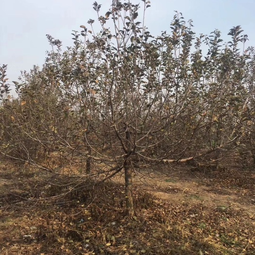 苹果树基地，价格便宜！！！