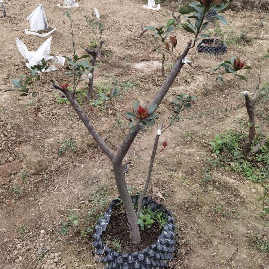 清远春花、石笔木