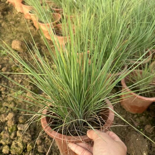 嘉善县毛冠草蜜糖草