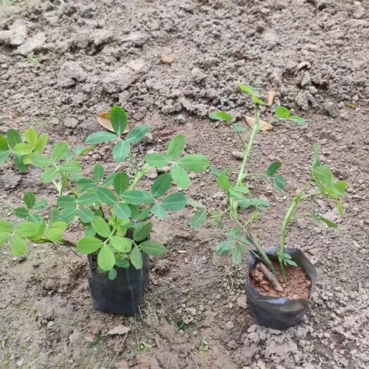 蔓花生，地豆草3斤袋苗