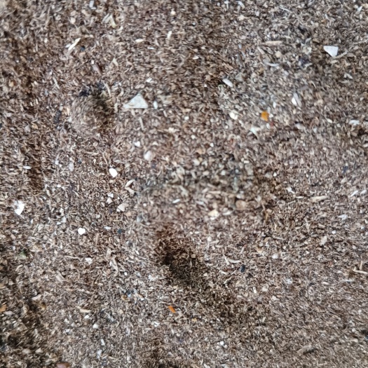 北京珠海黑水虻虫沙肥料