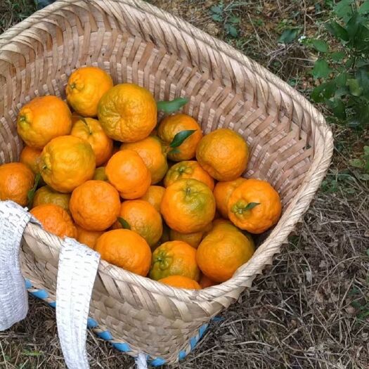 罗甸县无公害食品，新鲜纽荷尔，碰柑丑橘，