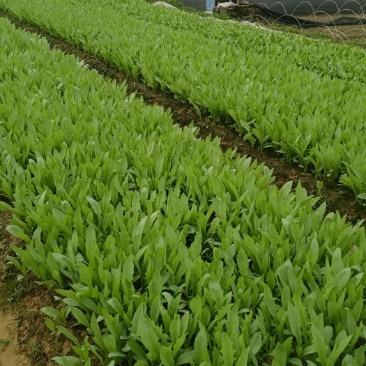 博白县甜麦菜苗