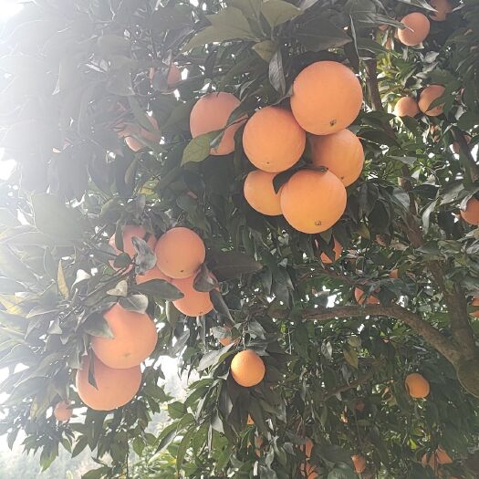 秭归县湖北秭归优质脐橙出售