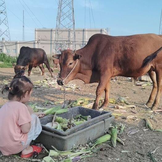 漳州农家散养黄牛