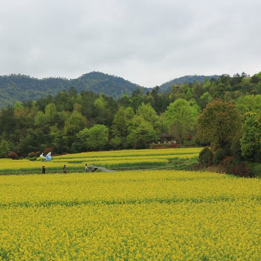 东阳市百亩水田出租