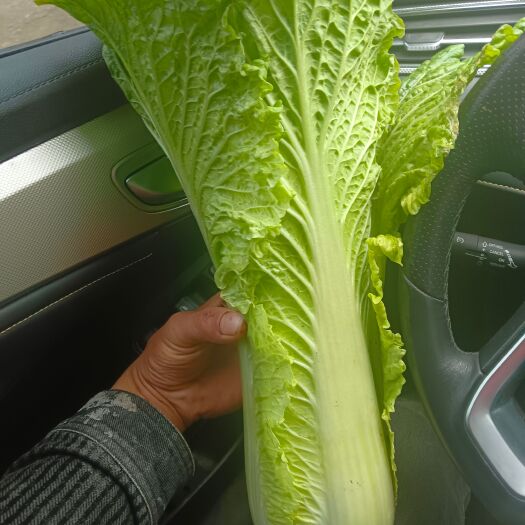 大方县红心大白菜