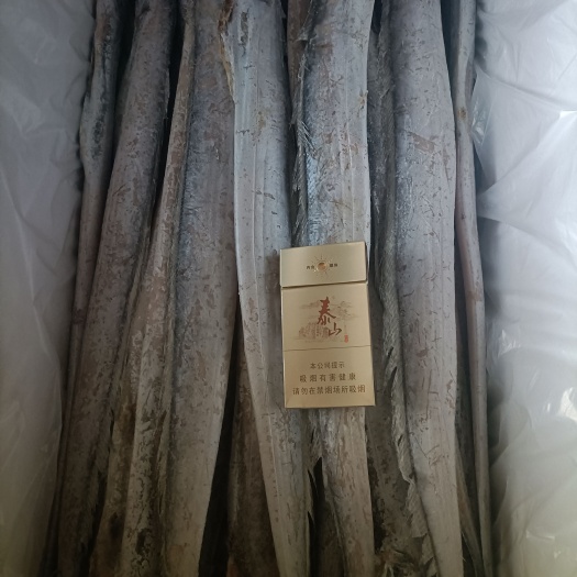 山东小眼油带