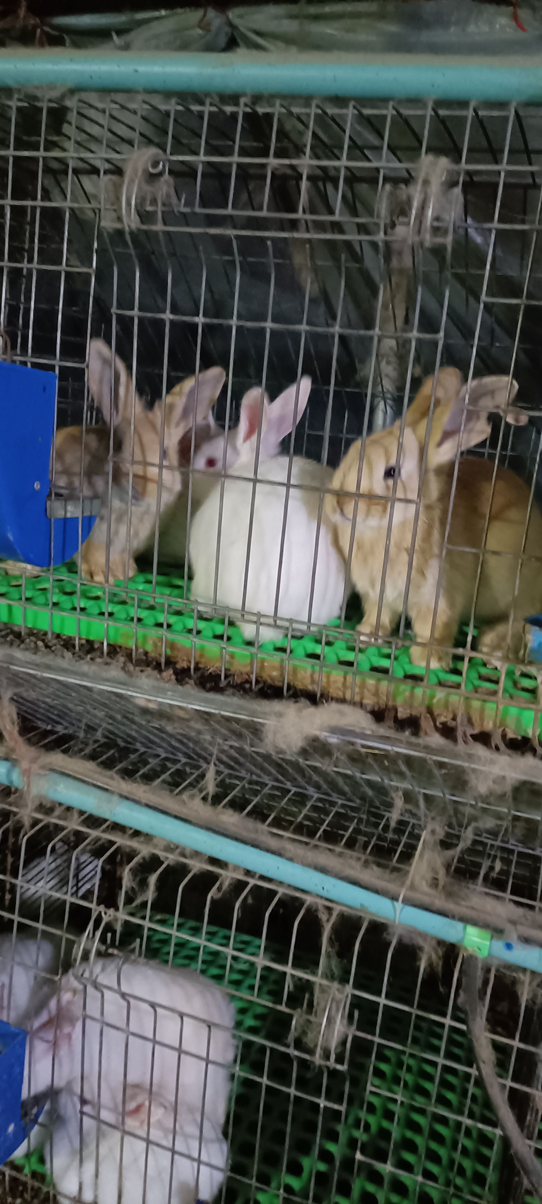 母兔  种兔   小兔