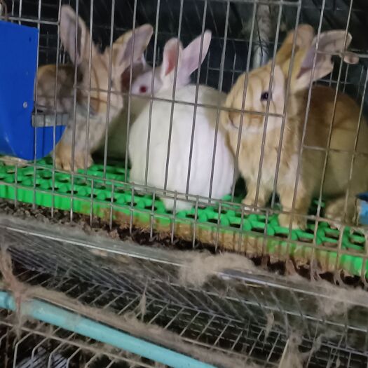 郯城县母兔  种兔   小兔