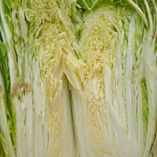 商丘大白菜
