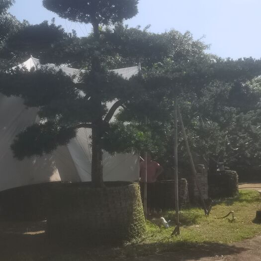 佛山短叶罗汉松