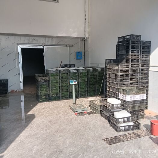 赣州全国各地发货精品各种规格牛蛙。