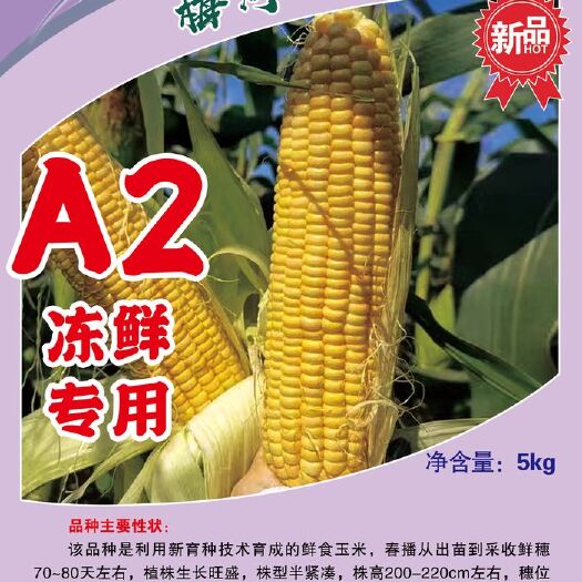 梅河口市冷冻型鲜食玉米种子 10斤/袋  3亩用量