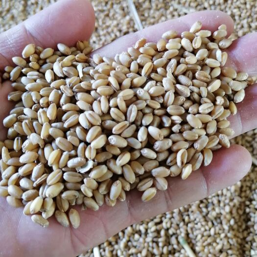 社旗县大量供，小麦，白麦