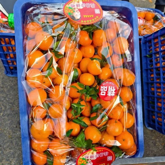 邯郸广西沙糖桔