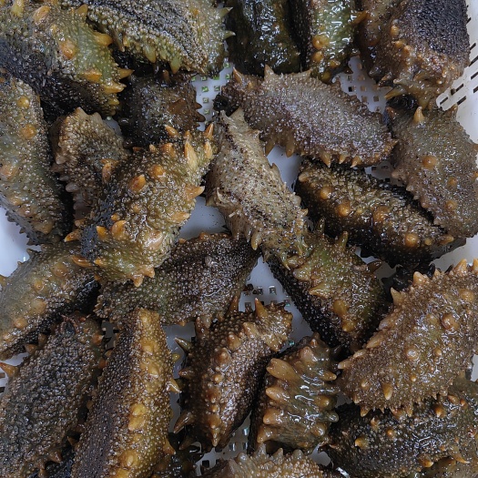 大连海参