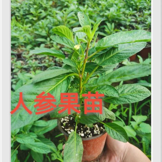 寿光市穴盘，人参果苗