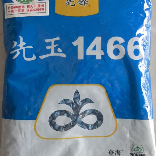 郑州登海：先玉1466国审大棒抗旱矮杆抗病红轴优质玉米种子
