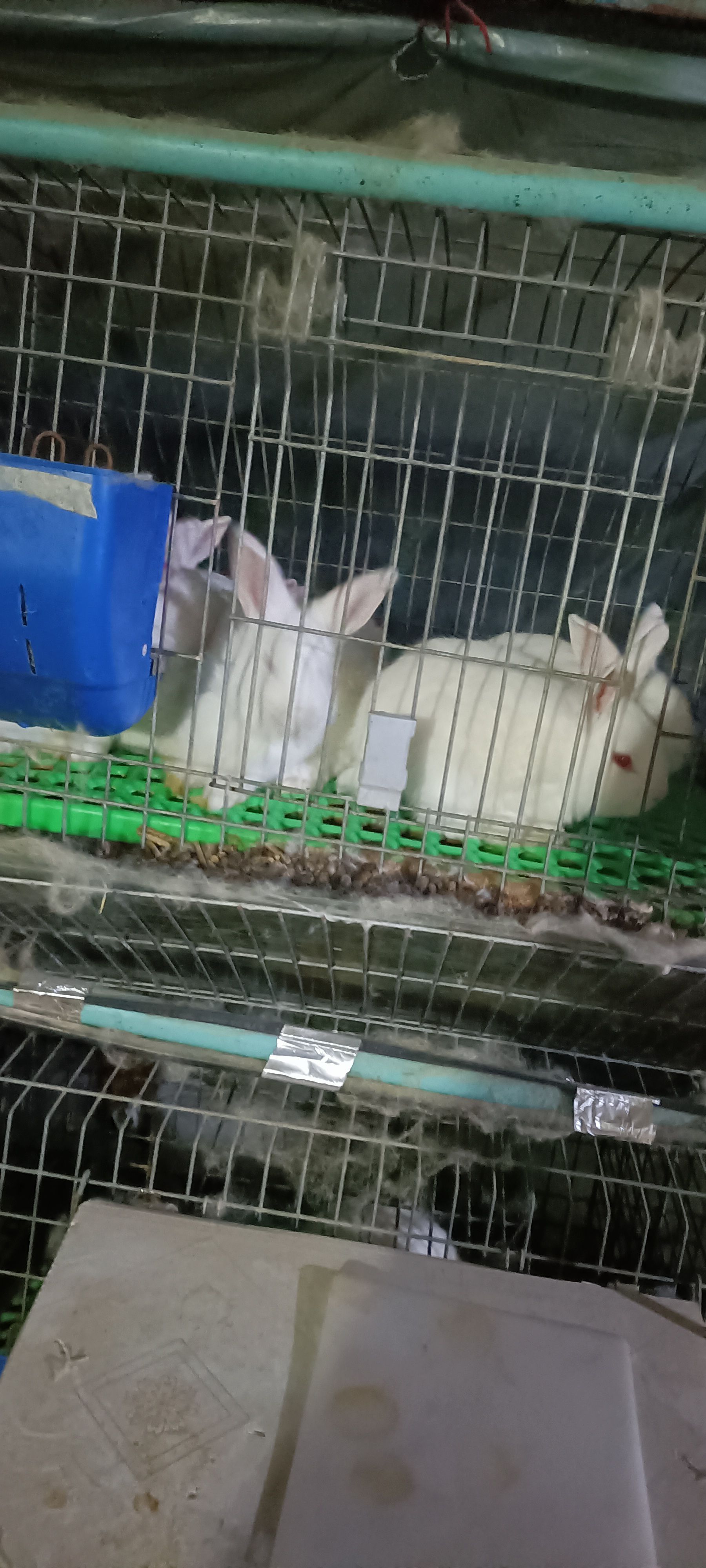 母兔  种兔   小兔