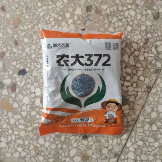 农大372国审大棒特大抗旱矮杆抗病抗旱耐涝红轴玉米种子