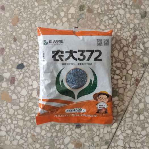 唐山农大372国审大棒特大抗旱矮杆抗病抗旱耐涝红轴玉米种子