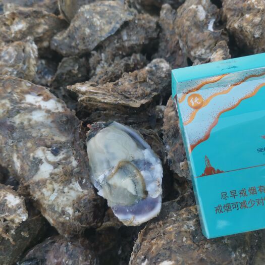 大家好，我是山东省日照码头直供，生蚝出货地。一手货源..