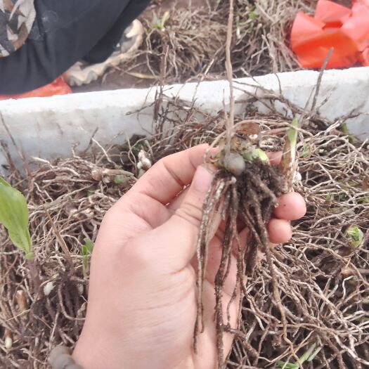 罗平县纯种紫花中宽叶三叉白芨苗