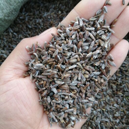 苍术种子新货干净高出芽率吉林省