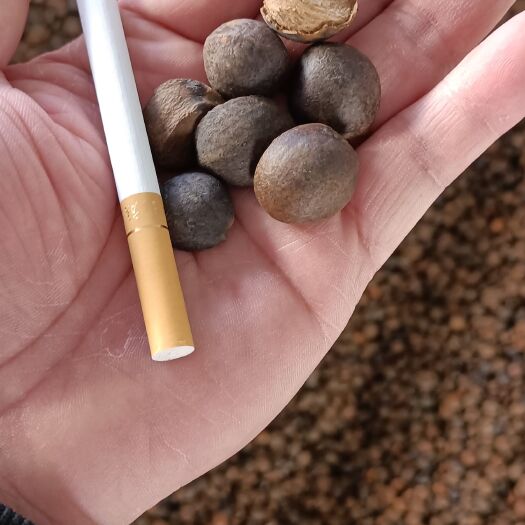 梧州香花油茶，各个子粒饱满。非常细小。出油率非常高