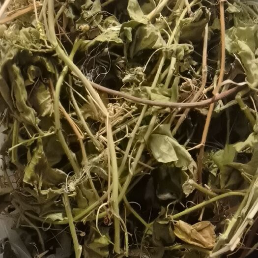 深圳龙珠果，龙珠藤