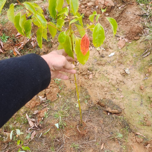 长沙香樟杯苗，基地种植，成活率高，苗子粗壮，基地作培苗的好选择
