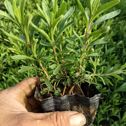 薰衣草，上盆薰衣草，薰衣草盆栽，薰衣草花海
